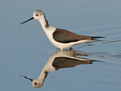 Pernilongo  ---  Black-winged Stilt  ---  (Himantopus himantopus)