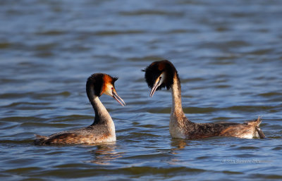 Mergulho-de-poupa  ---  Great-crested Greb  ---  (Podiceps cristatus)