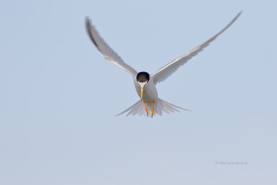 Andorinha-do-mar-an  ---  Little Tern  ---  (Sternula albifrons)