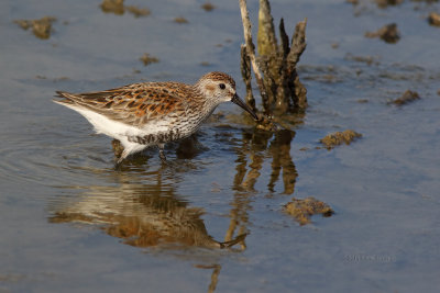 Pilrito-de-peito-preto  ---  Dunlin  ---  (Calidris alpina)