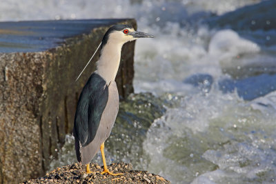 Goraz  ---  Night Heron  ---  (Nycticorax nycticorax)