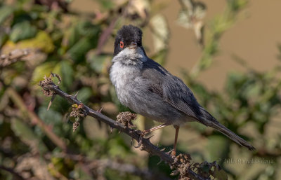 Toutinegra-dos-valados  ---  Sardinian Warbler  ---  (Sylvia melanocephala)