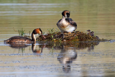 Mergulho-de-poupa  ---  Great-crested Greb  ---  (Podiceps cristatus)