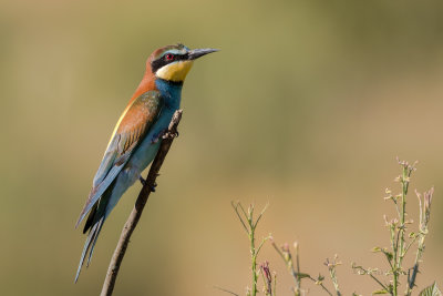 Abelharuco  ---  Bee-eater  ---  (Merops apiaster)