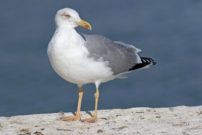  Gaivota de Patas Amarelas -- yellow-legged gull -- (Larus michahellis)