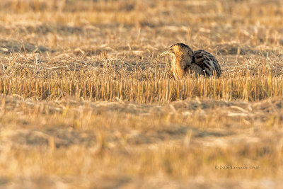 Abetouro --- Bittern --- (Botaurus stellaris) 