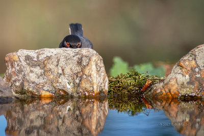 Toutinegra-dos-valados  ---  Sardinian Warbler  ---  (Sylvia melanocephala)