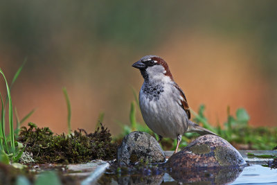 Pardal  ---  House Sparrow  ---  (Passer domesticus)