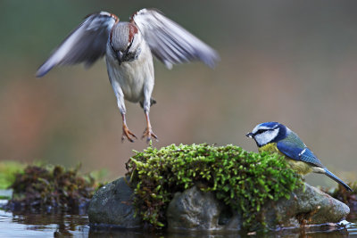 Pardal  ---  House Sparrow  ---  (Passer domesticus) & Chapim-azul --- Blue Tit --- (Parus caeruleus) 