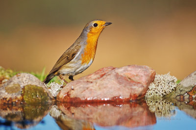 Pisco-de-peito-ruivo  ---  Robin  ---  (Erithacus rubecula)