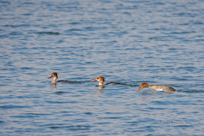Merganso-de-poupa --- Red-breasted Merganser --- (Mergus serrator)