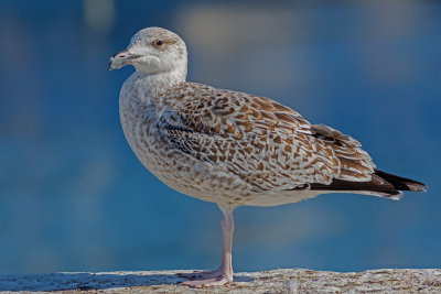 Gaivoto-real  ---  Great Black-backed Gull  ---  (Larus marinus)