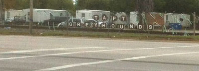 Taft Greyhounds