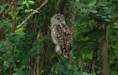 Visit from Kathy's Owl