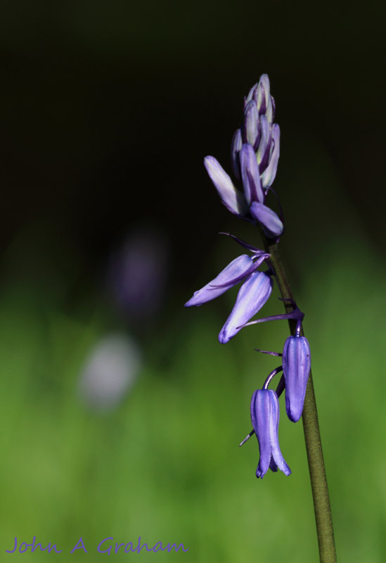 Bluebells