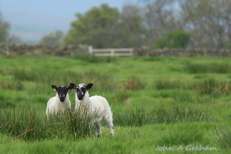 Hidden lambs