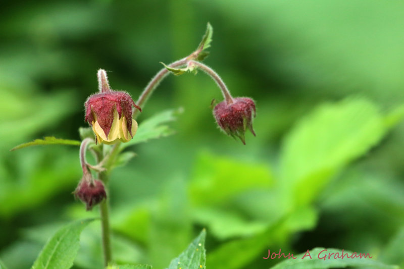 Water Avens