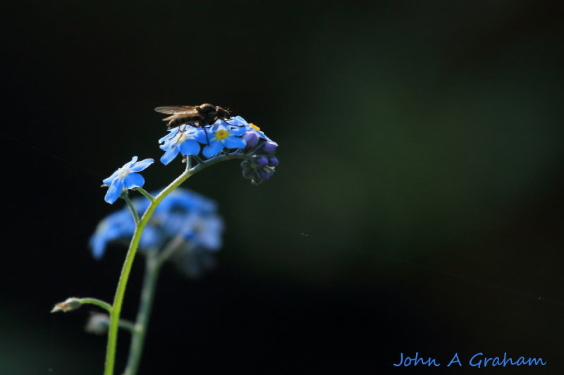 Fly on Forget-me-not.