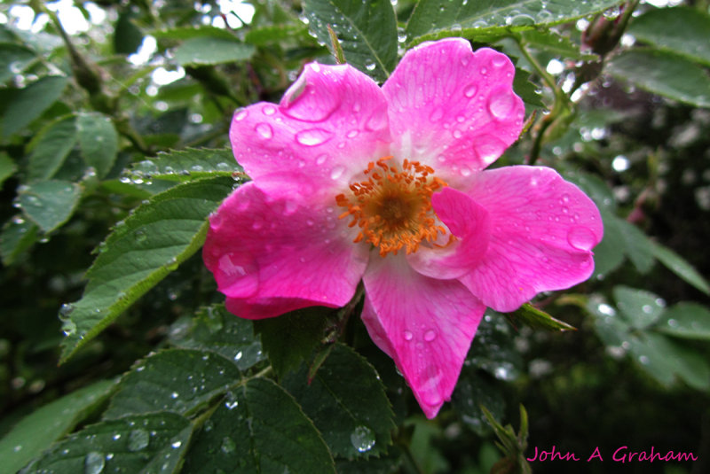 Raindrops on roses