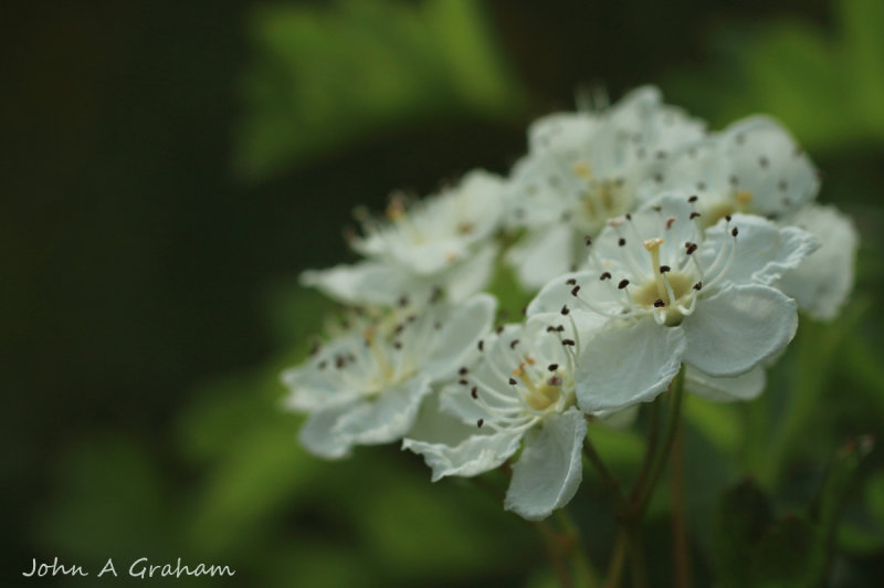 Hawthorn