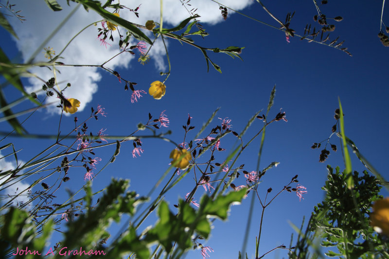 Getting down with Robin and the Buttercups