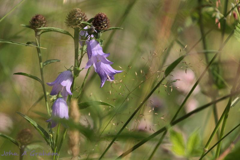 Harebells