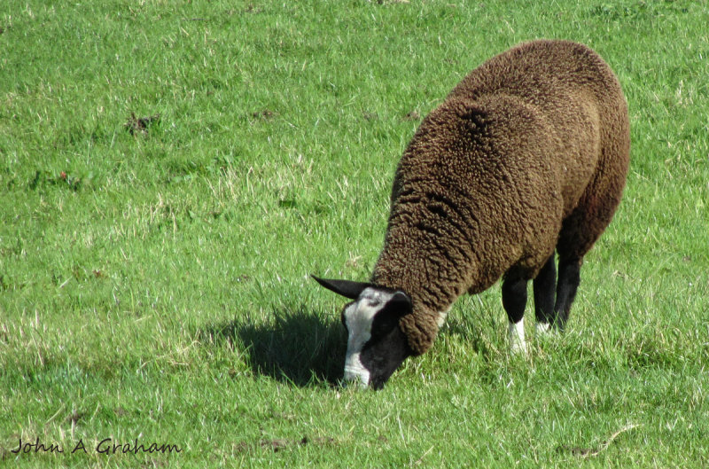 Zwartble