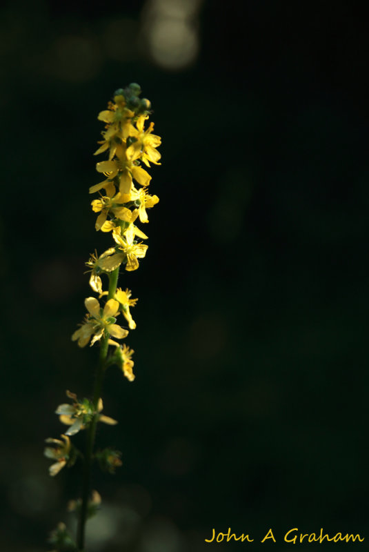 Agrimony