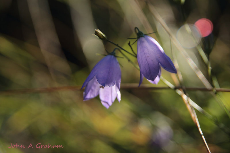 Harebells