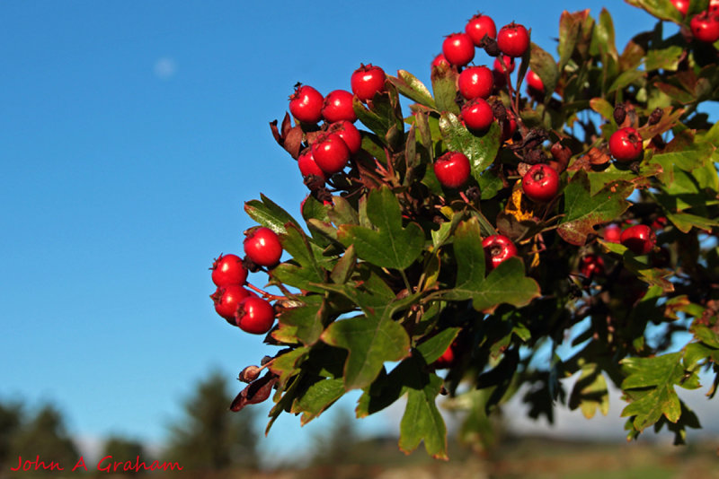 Hawthorn