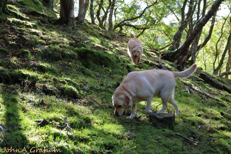 Truffle hounds