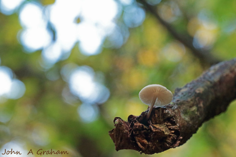 Mushroom up a tree