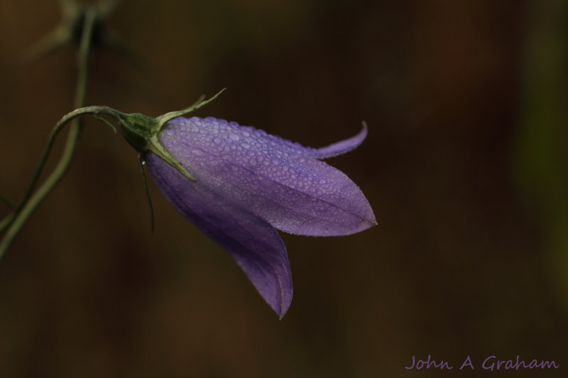 Last of the harebells