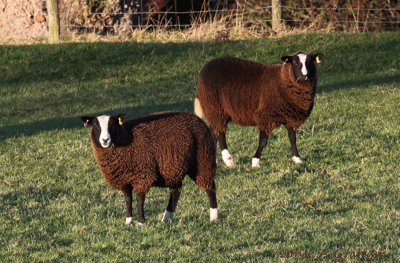 Sharp dressed lambs