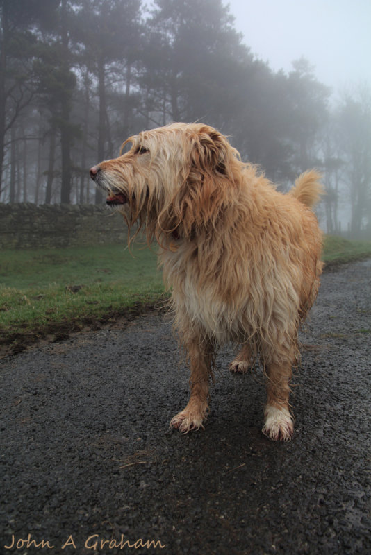 soggy foggy doggy