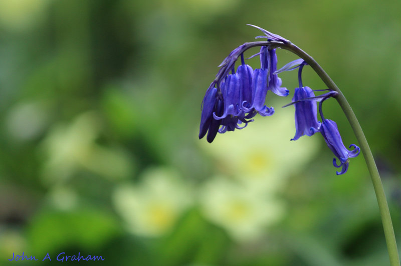 Bluebells and Primroses