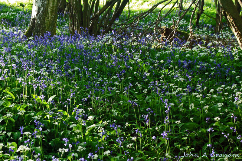 Dappled