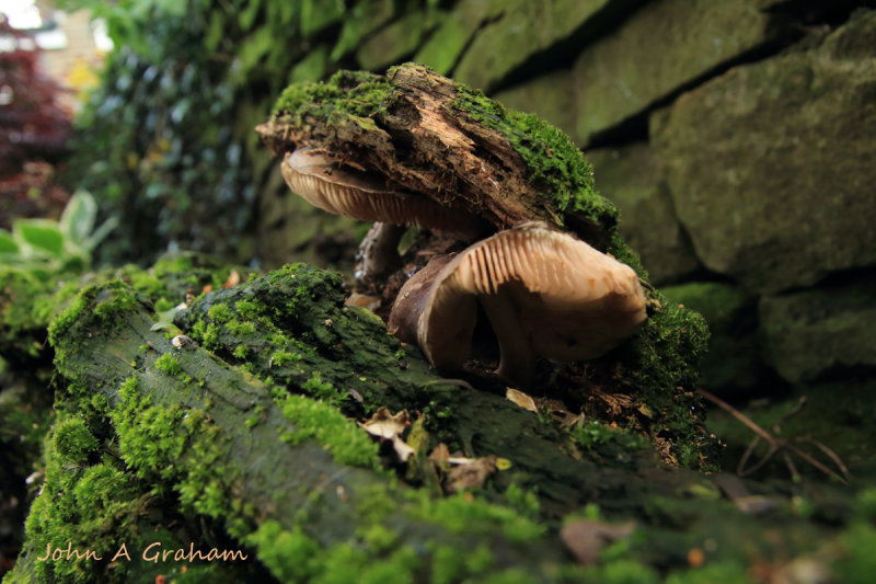 Strong mushroom