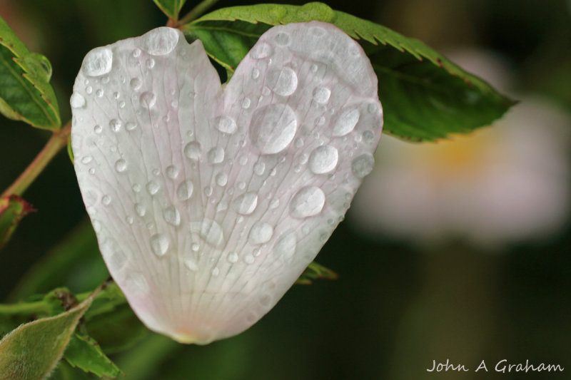 rainy day rose