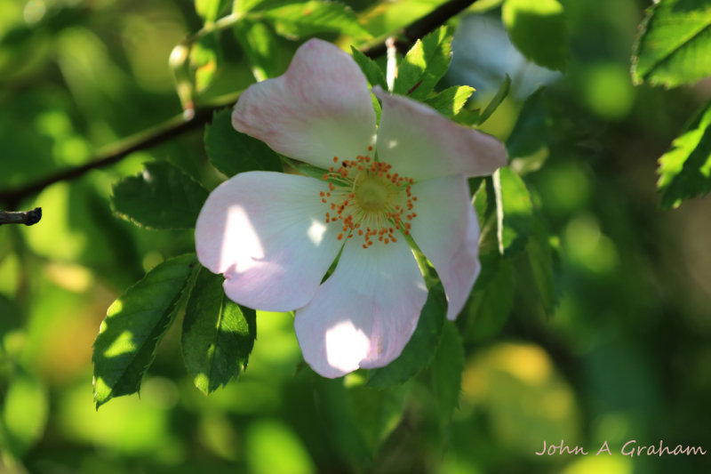 Pale rose