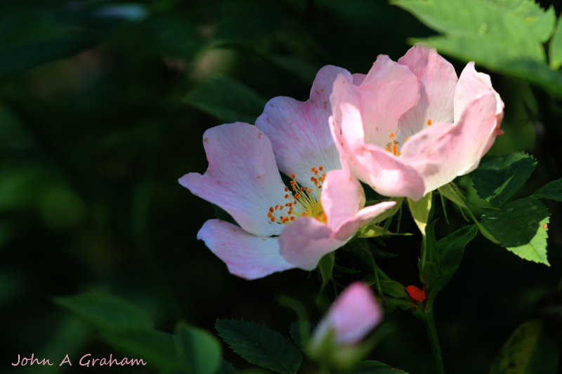 English Rose