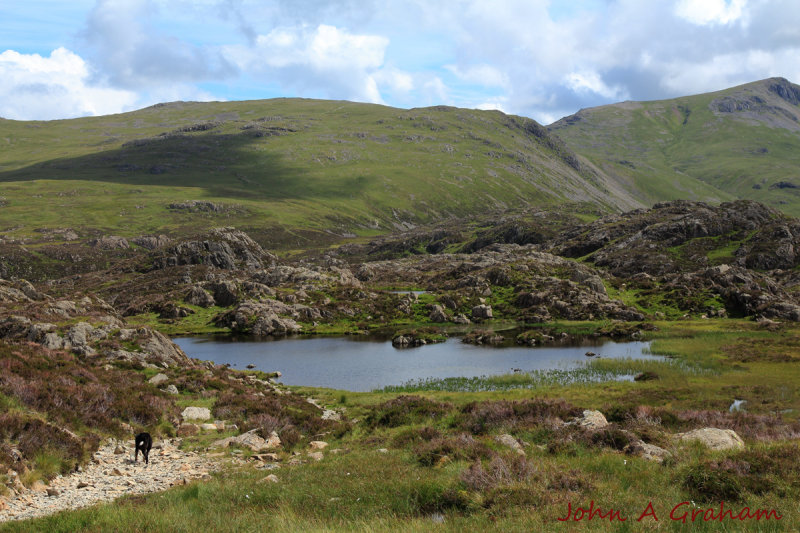 Innominate Tarn (and a mad sheepdog)