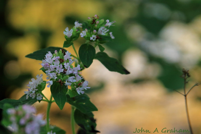 Wild Marjoram