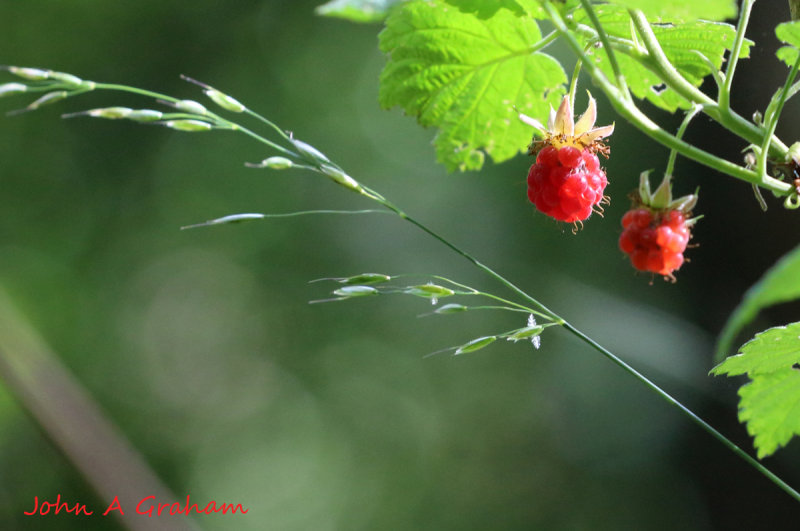 Wild Raspberries