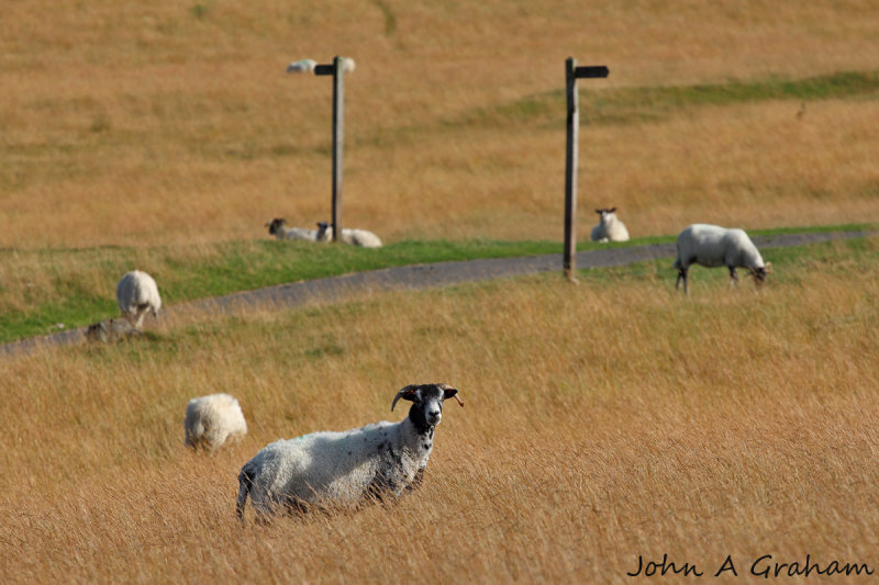 Summertime bl-ewes