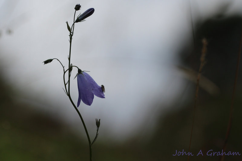 Fly on harebell