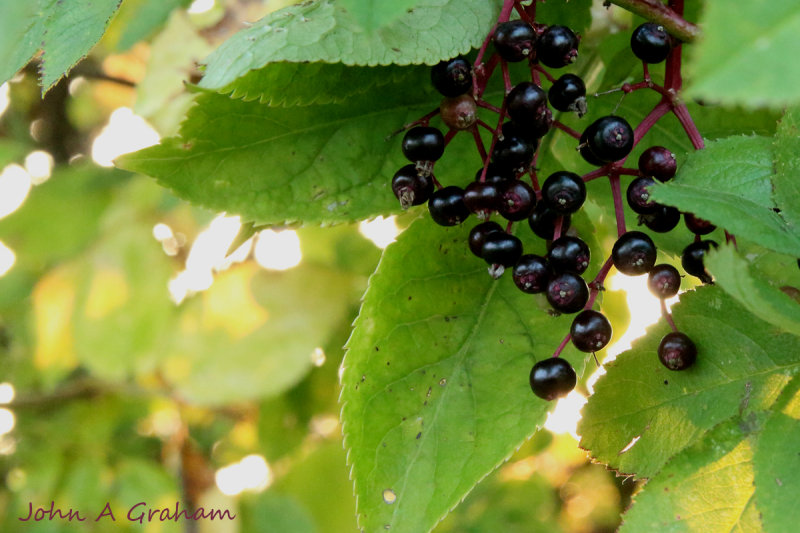 Last of the summer Elderberries