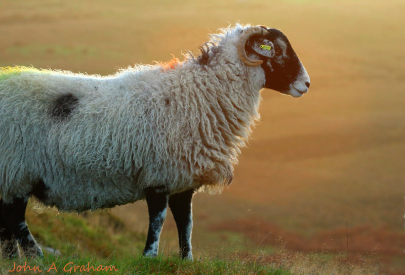 Sunset sheep