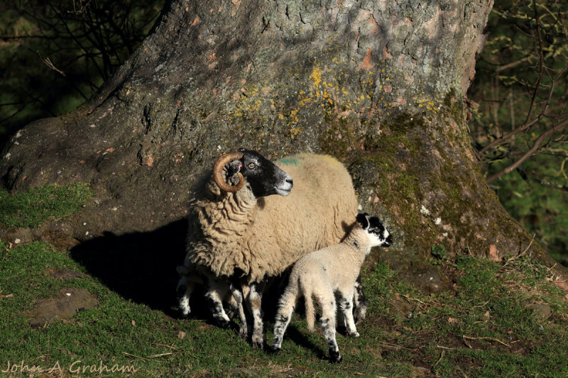 Hiding lamb
