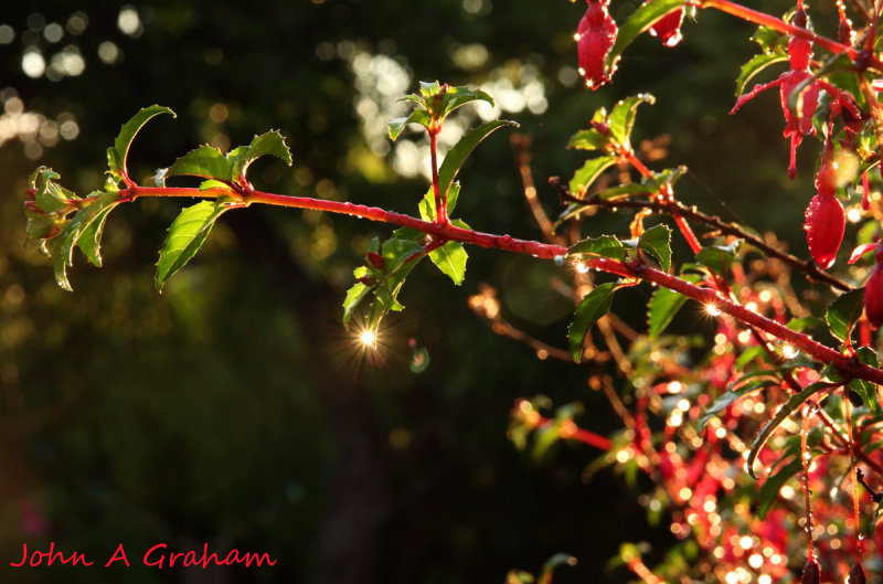 The Fuchsia's bright